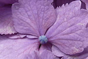 ガクアジサイの中央部の両性花の拡大写真
