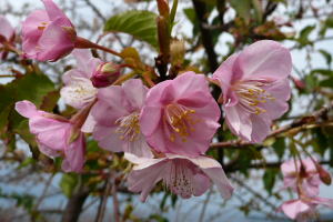河津桜もハツミョウザクラも早咲きの桜，マウスオンはハツミョウザクラ