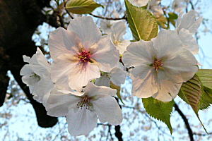 ５～６本ある東町小のオオシマザクラですが，西門にある１本だけが毎年早咲き！