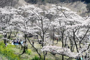 高森峠の千本桜は旧道沿いです。