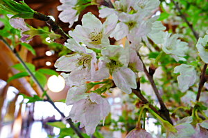 草枕温泉のてんすい桜（２月２６日撮影）と健軍小学校の西洋実桜（マウスオン，３月７日撮影）