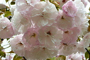 美里町の緑川ダム湖畔の八重桜とソメイヨシノ