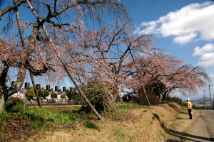 宇土立岡公園の早咲きの桜（マウスオン）と笹尾の官軍墓地のシダレザクラ