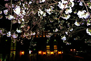 夜桜は健軍自衛隊通りにて，３月２１日午後８時。マウスオンは美里町にて２２日午後１時。