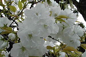 千原桜は熊本独特の種類です