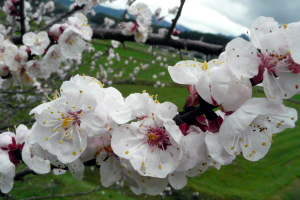 ほぼ満開の桜（撮影：午前１１時，山鹿市菊鹿町）
